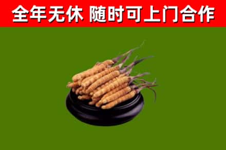 琼海市回收散虫草