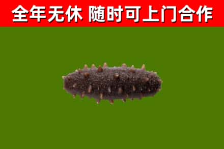 琼海市回收海参干